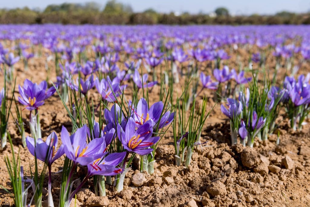 آمار تولید و سطح زیر کشت زعفران در ایران