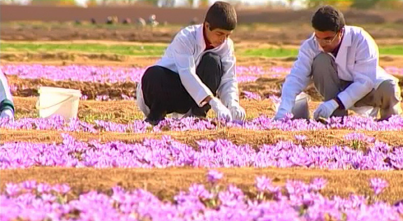 شروع فصل برداشت زعفران 1404