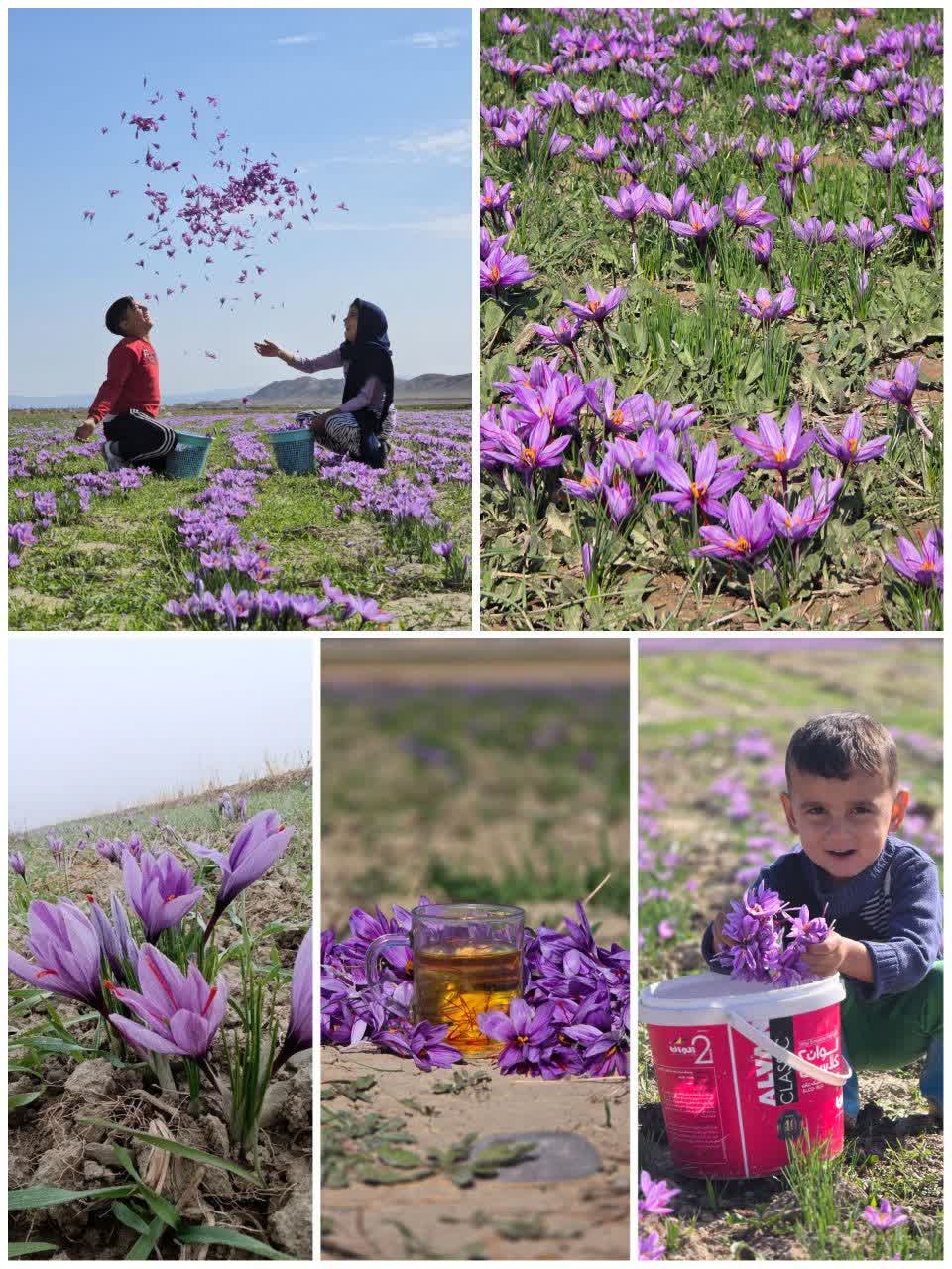 برنامه الگوی کشت ملی محصولات کشاورزی (سال زراعی 1405-1404)