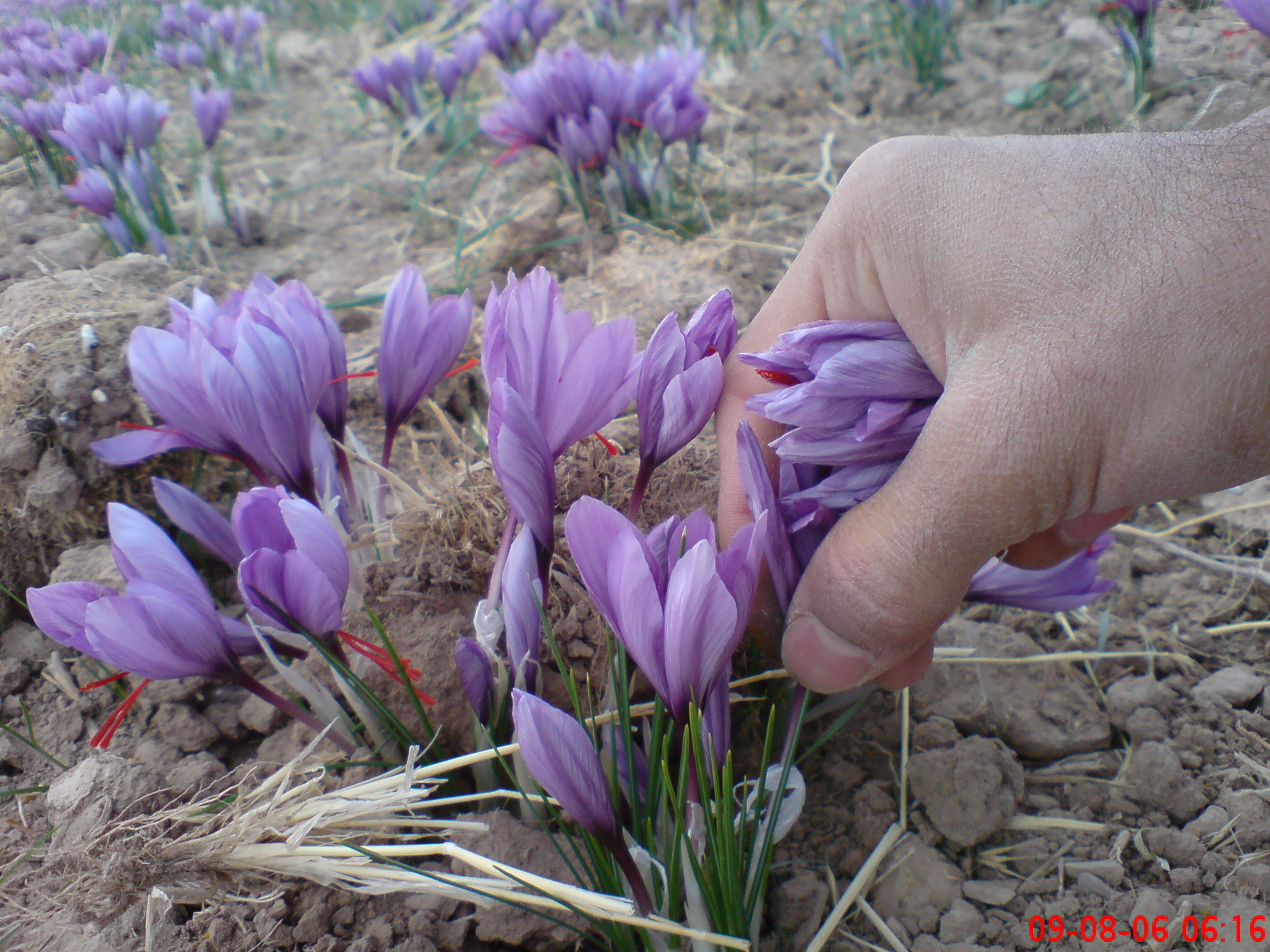 کاشت زعفران