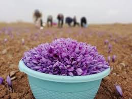 دستورالعمل خرید حمایتی زعفران سال 1403
