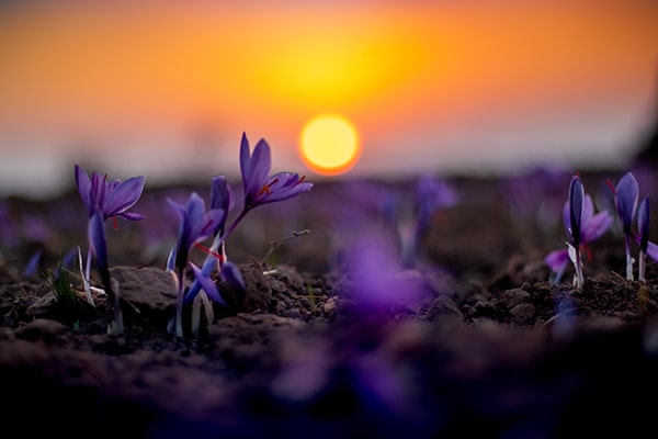 زعفران ایران