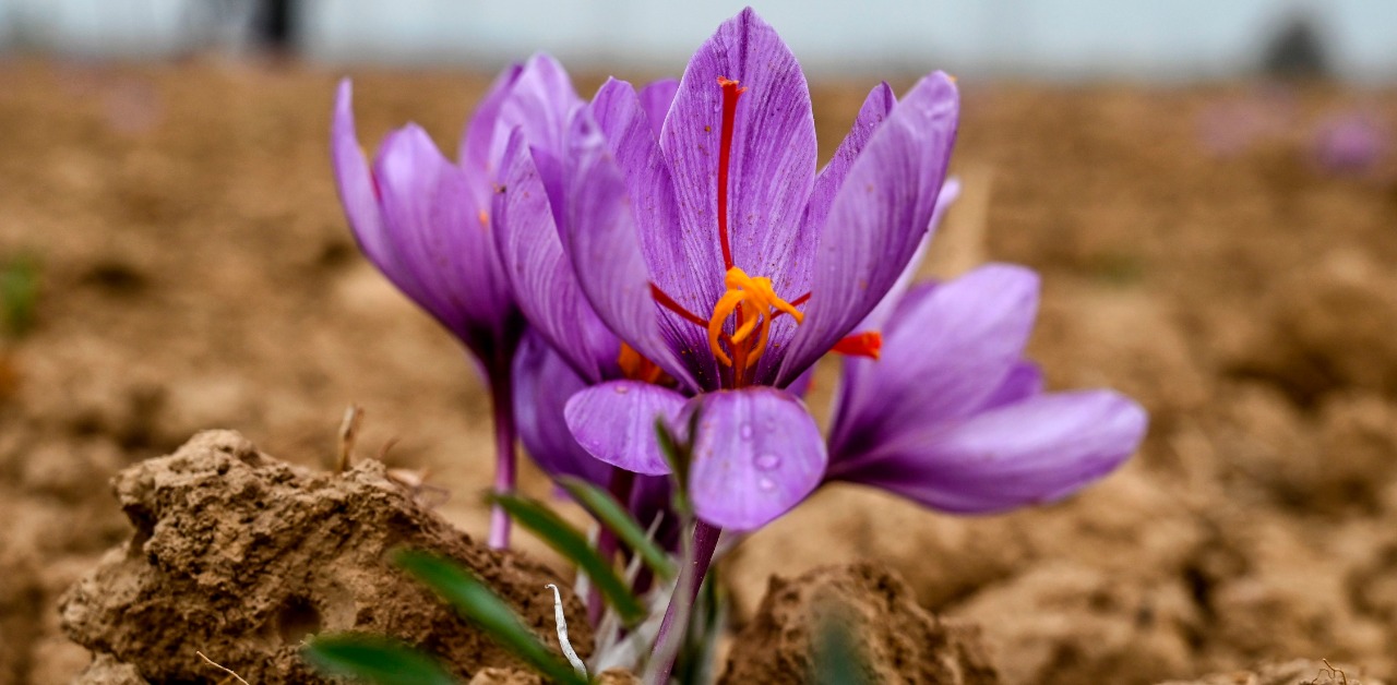 آمار صادرات زعفران در سال 1402