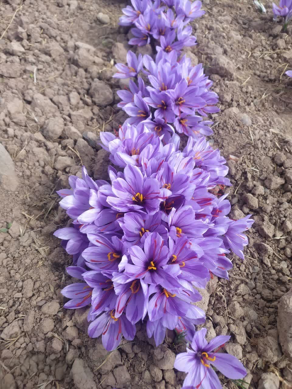 ثبت زعفران قاینات خراسان در سازمان مالکیت فکری جهانی