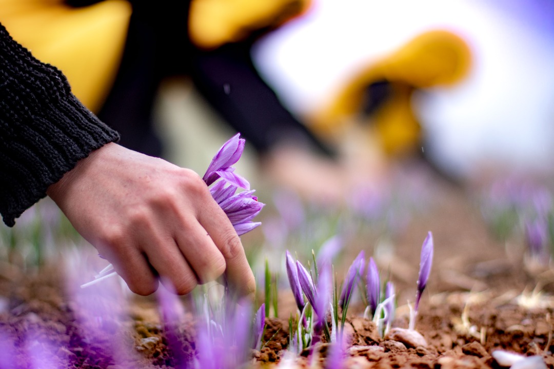 برداشت زعفران سال 1404